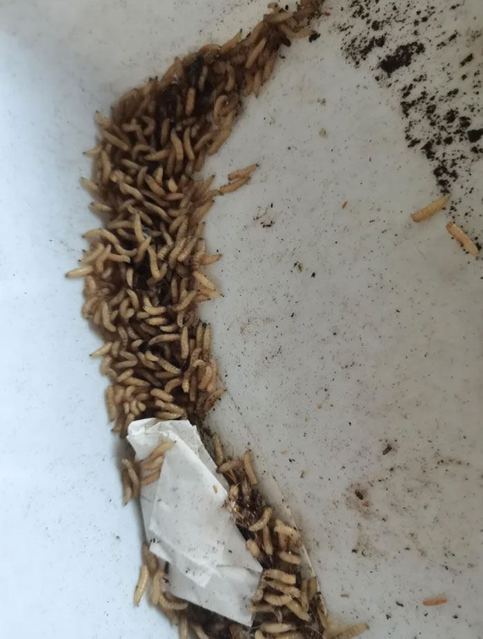 Found These Guys Crawling All Over My Kitchen Floor This Morning, After Some Heavy Rain Last Night