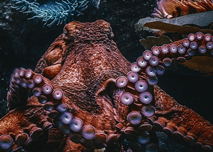 wtf facts with no fun in them - octopus from my octopus teacher