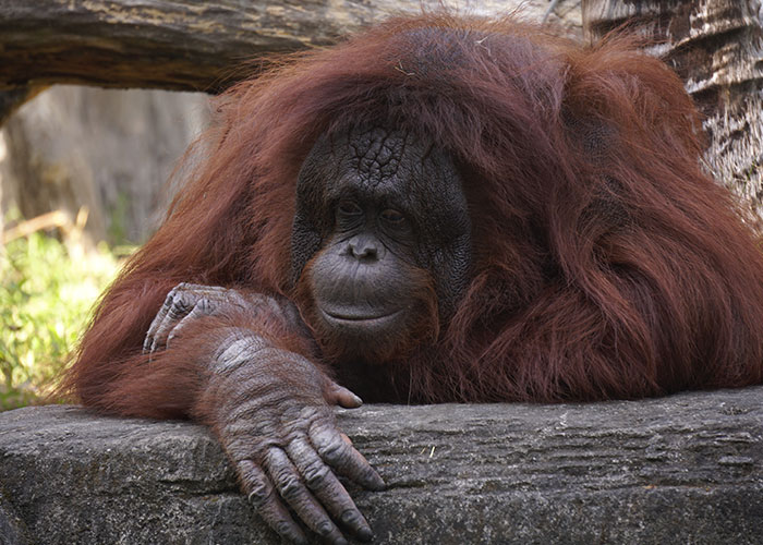 more like a theory, the “orangutan paradox”, when we film a documentary on orangutans, they can’t realize that we are observing them, yet they are the most intelligent species of their category, so aliens might be watching us and we are as oblivious as an orangutan