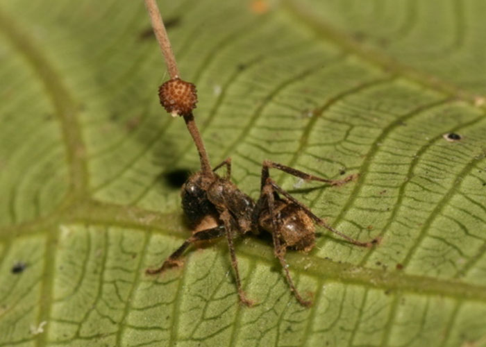 wtf facts with no fun in them - ophiocordyceps unilateralis