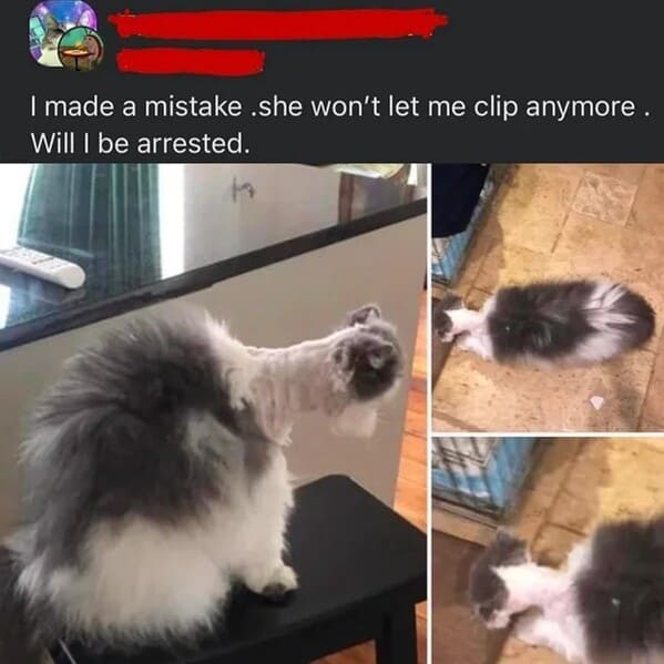 “To shave a cat…”
