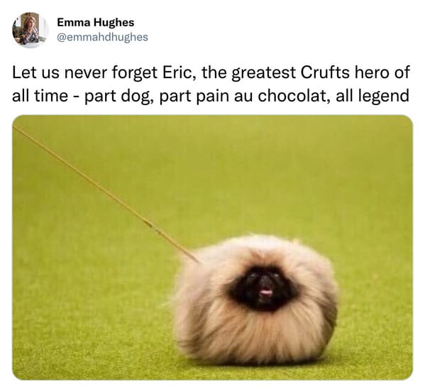 funniest tweets of the week - dog - Emma Hughes Let us never forget Eric, the greatest Crufts hero of all time part dog, part pain au chocolat, all legend