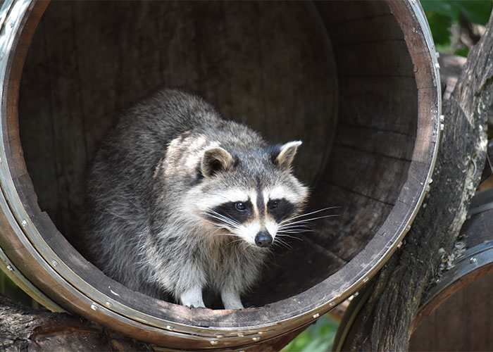 Human a******s can stretch out to 7 inches without tearing and a raccoon can fit in a hole as tight as 4 inches.
You’re welcome