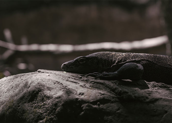 Komodo Dragon's poison their victims and then follow them for hours on end. Then once the victim is thoroughly exhausted and poisoned, it tears it to shreds and eats it alive.