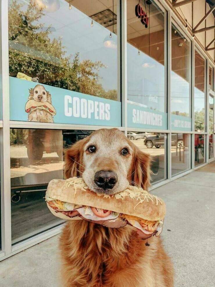 dog - Coopers Sandwiches Sandwiches Hadial