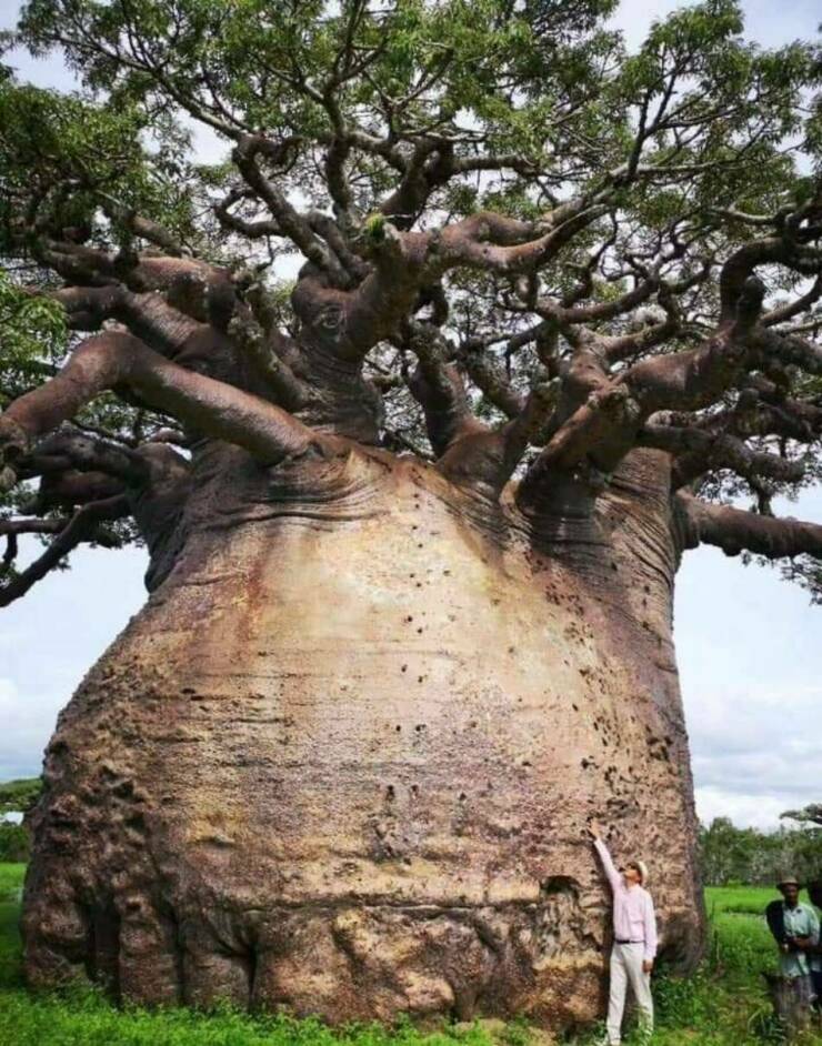 baobab tree of life