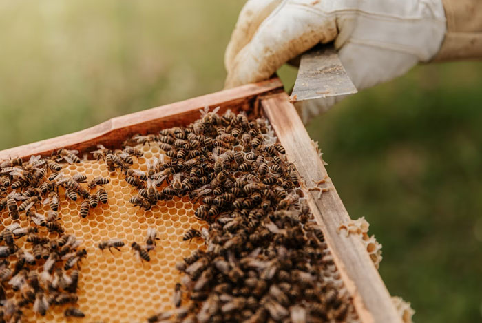 I tell everyone the reason I do beekeeping as a hobby is because I want the honey and to help prevent colony collapse. The real reason I started to is because my mother-in-law  is extremely allergic to them and now she won't come near my home anymore.