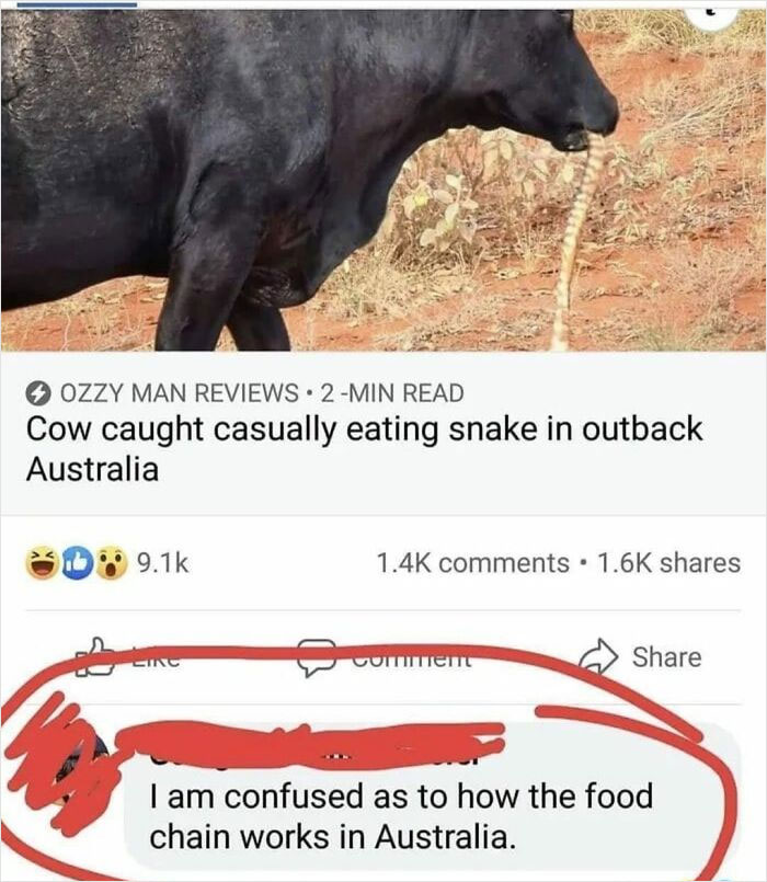 Highlighted Jokes - australia cow eating snake - Ozzy Man Reviews 2Min Read Cow caught casually eating snake in outback Australia mment I am confused as to how the food chain works in Australia.