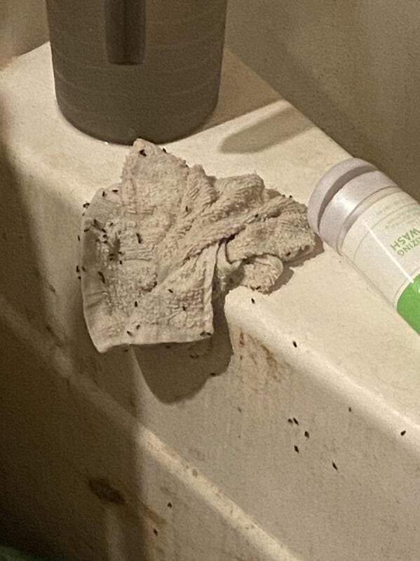 “Someone left a moist rag in our bathroom. If I disturb them they’ll start swarming the bathroom”