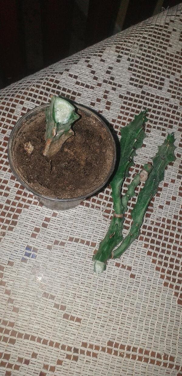 “My mom accidentally tripped on my plant”