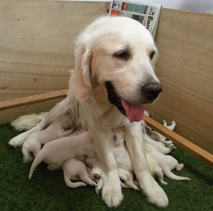 I Present To You The Rare And Wonderful Dogtopus