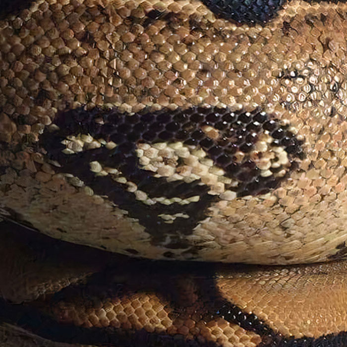 My Friend's Snake Has The Superman Logo Naturally Emblazoned On Its Skin