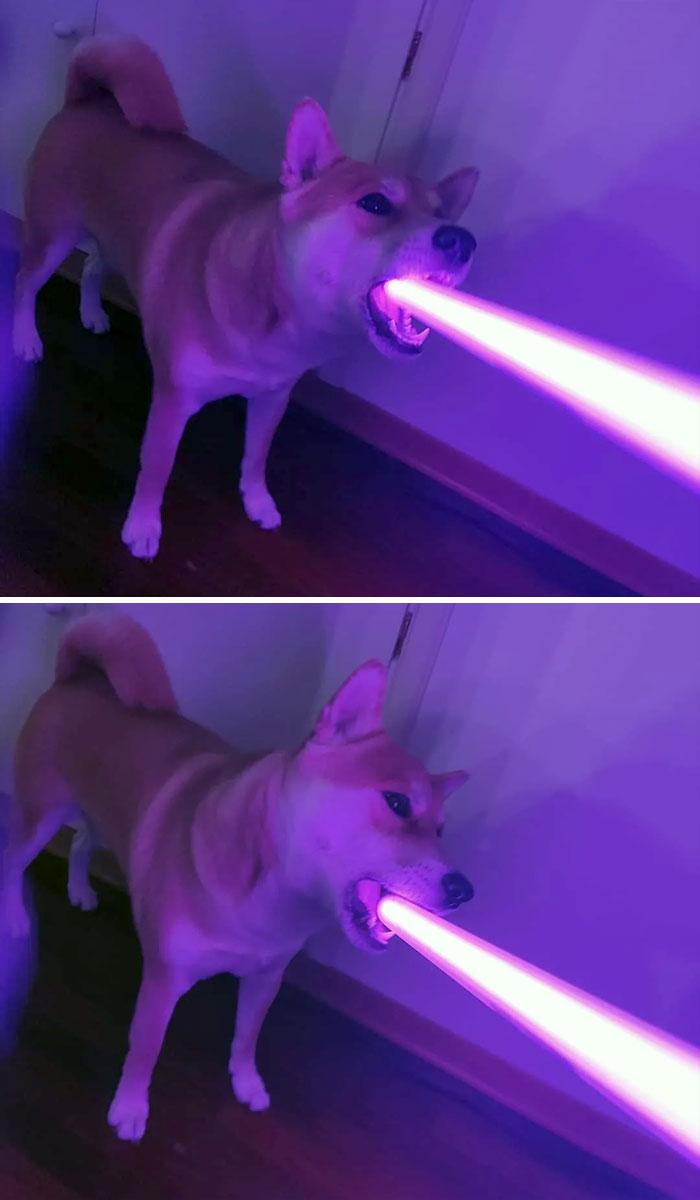Coco Biting On A Toy Lightsaber, Looks Like He's Shooting His Laser Beam