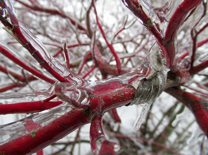 Freezing Rain On Tree Branches Look Like Blood Vessels