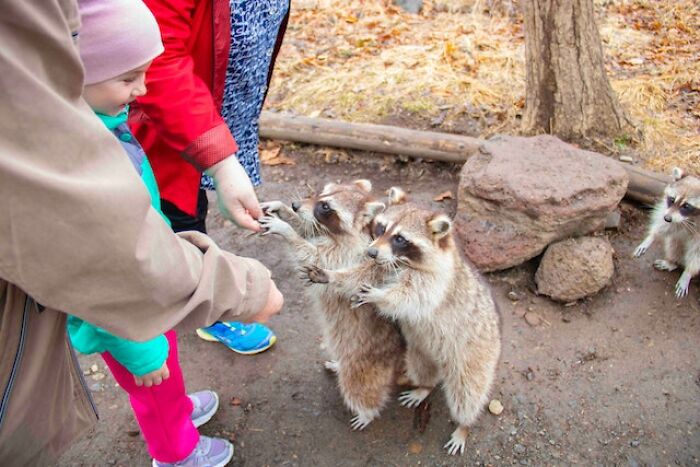 Japan has become infested with North American raccoons after an anime based on the book Rascal aired in 1977 and caused thousands of raccoons to be imported as pets only to be released into the wild.