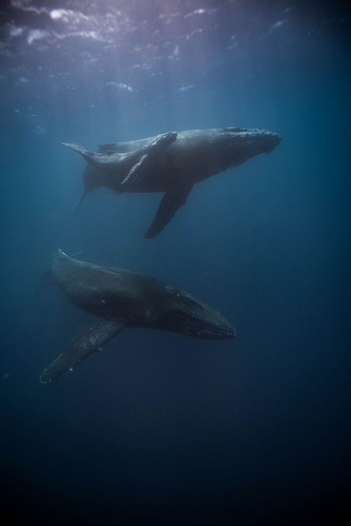 Sperm whales use babysitters. Sperm whale youths cannot dive as deep as their mothers so when the mother needs to forage in the deep the youth is kept safe by swimming with other adult whales.
