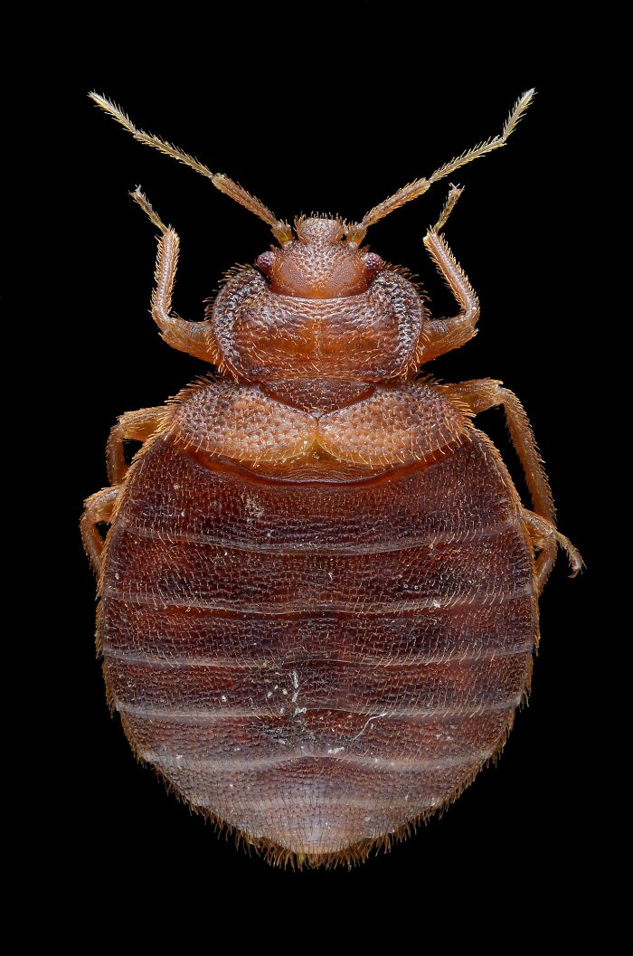 that bed bugs have no courtship rituals. What they have, instead, is a type of mating behavior called traumatic insemination. That is, a male will simply climb onto a female, stab her in the side of her body with his hypodermic penis, and release his sperm into her body cavity.