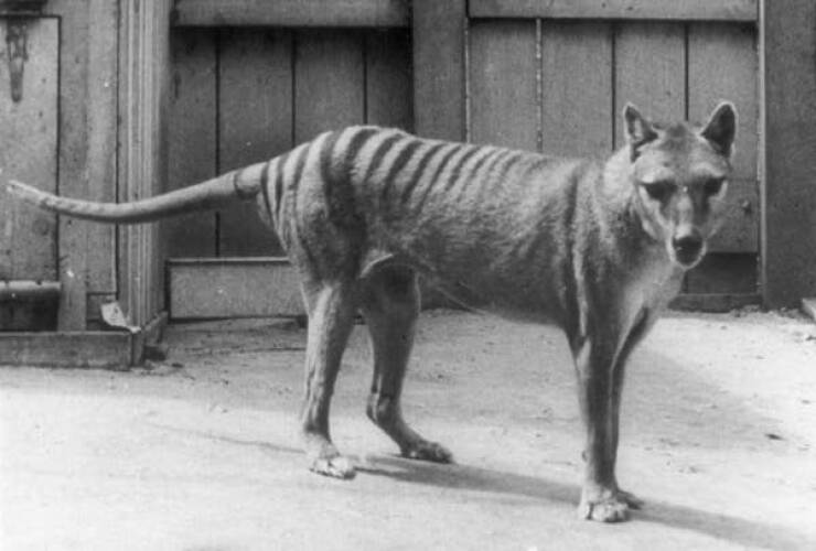 fascinating photos - tasmanian tiger extinction