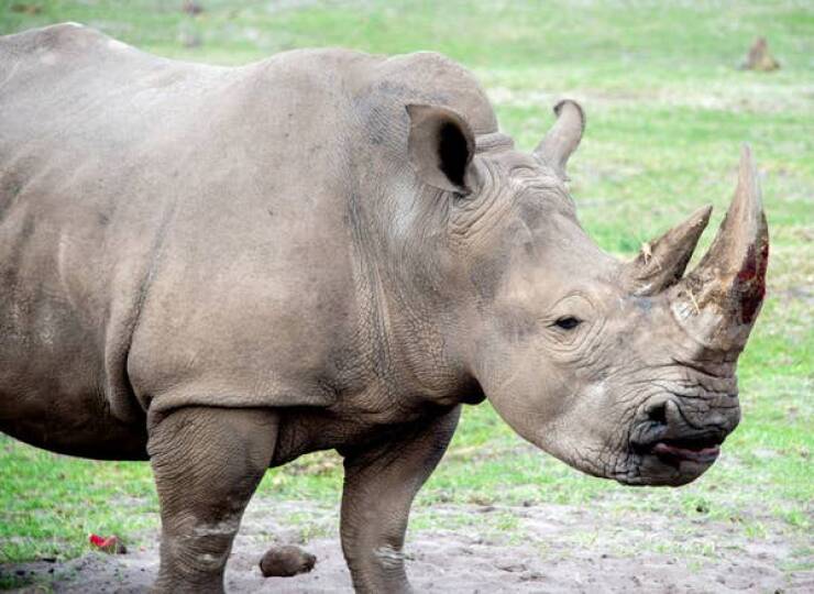 This is one of two remaining Northern white rhinoceros left on Earth:The two rhinos, both female, live in Kenya and are guarded 24/7.