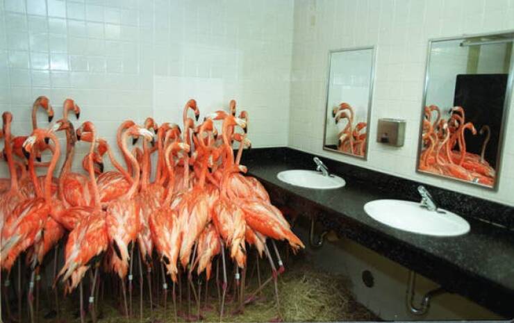 When Hurricane Floyd hit Florida in 1999, flamingos from the Miami-Metro zoo took refuge in a bathroom to protect themselves from the storm: