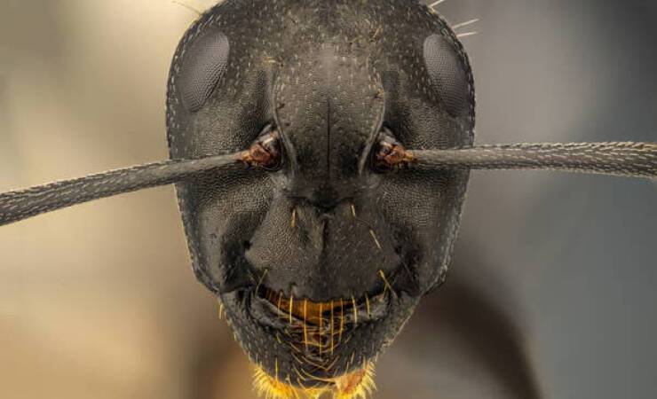 The head of an ant is absolutely terrifying up close: