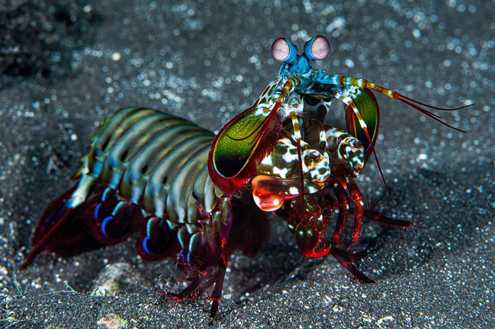 The mantis shrimp can see colors that our eyes aren't capable of perceiving.

Think about that.

What else are we just not capable of sensing?