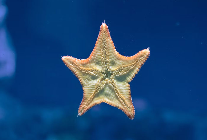 Sea stars eject their stomachs to cover edible parts of their prey, begin digesting it externally, and then pull the partially digested prey into digestive glands to finish the job.