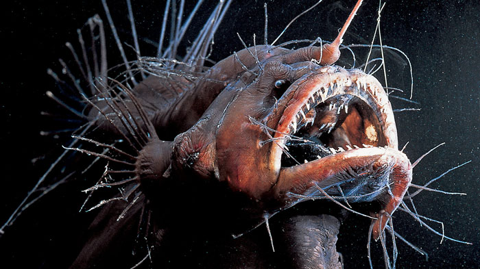 crazy facts - angler fish
