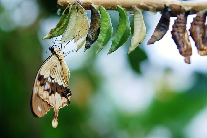Caterpillars turn completely into goo in their cocoon, and then become a butterfly.
