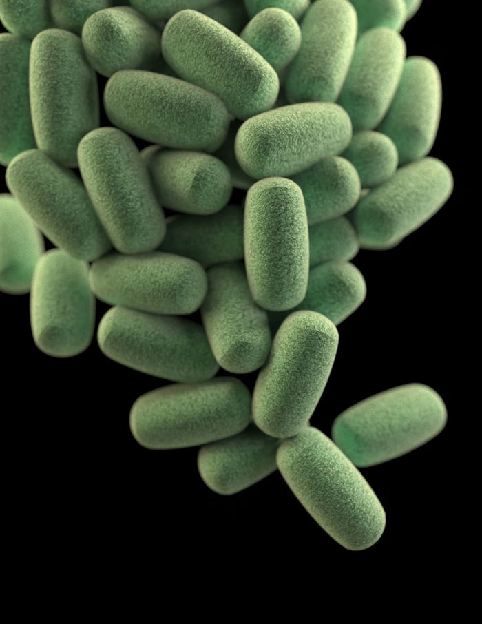 The fact that bacteria in your gut can be more harmful than any flesh eating virus.