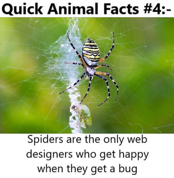 european garden spider - Quick Animal Facts Spiders are the only web designers who get happy when they get a bug