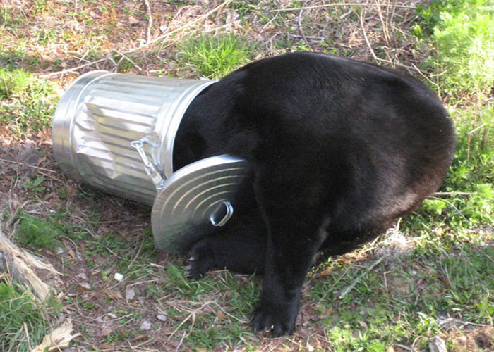 The US National Park Service struggled for years to find a locking trash can that would be able to keep bears out. People couldn't figure them out so they wouldn't lock it back up, or litter, rendering them useless. One park ranger was quoted as saying there was considerable overlap between the dumbest people and the smartest bears.