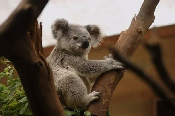 While cute like a Teddy Bear, Koalas aren’t bears at all, they’re marsupials.