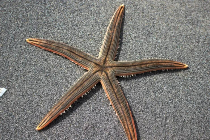 Starfish, Well… they’re not fish. They’re what are known as “echinoderms.”