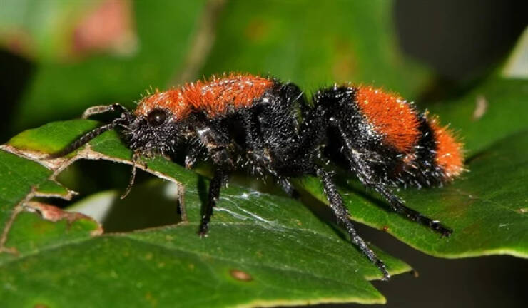 Velvet ants are actually wasps.