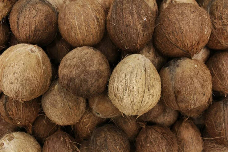 Peanuts, Walnuts, Coconuts and even pistachios are not really nuts. They’re called “drupes,” or fleshy fruits surrounding a hard shell containing a seed.