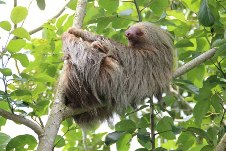 The Two-toed sloth actually has 2 FINGERS. Their feet actually do have 3 toes.