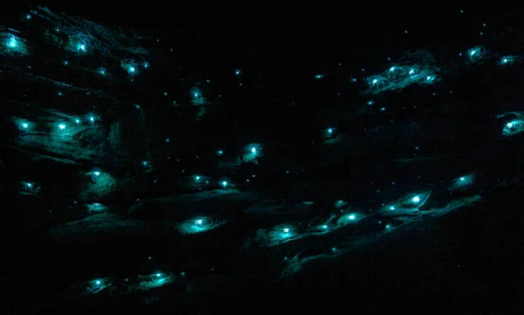 Glow worms aren’t worms, they’re insect larvae. Fireflies? They’re beetles!