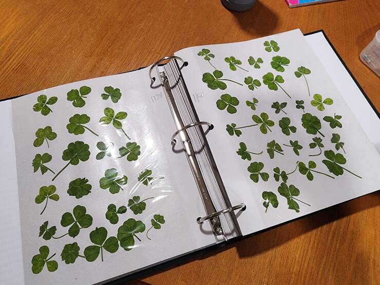 "My 9 year old nephew has found over 1500 "lucky" four leaf clovers and keeps them in a big binder."