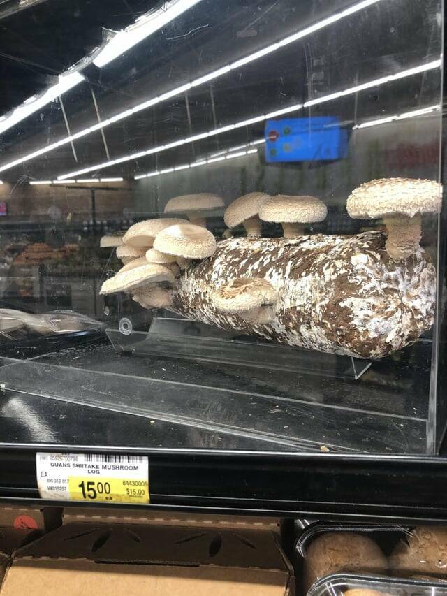"My local grocery store sells mushroom growing logs…"