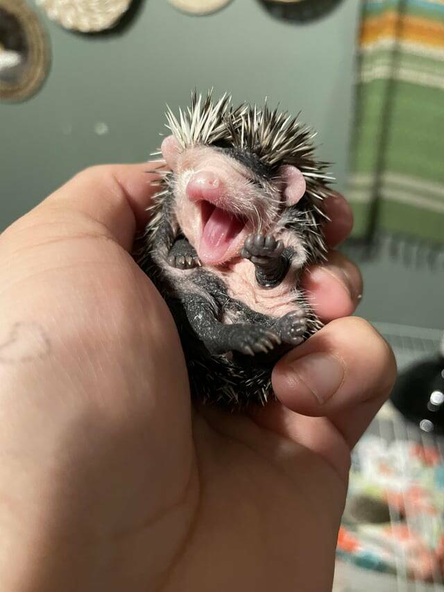 "Baby hedgehog yawn"