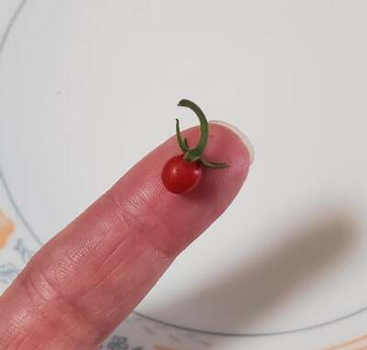 “I think my attempt at growing tomatoes turned out rather well.”