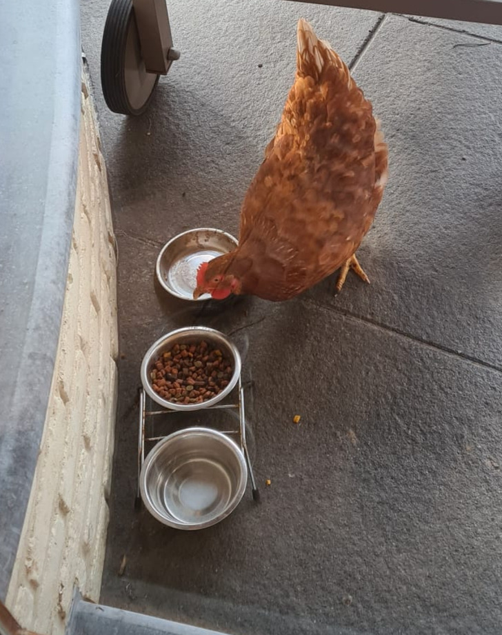 “We put food outside for a stray cat but a random chicken out of nowhere started eating it.”