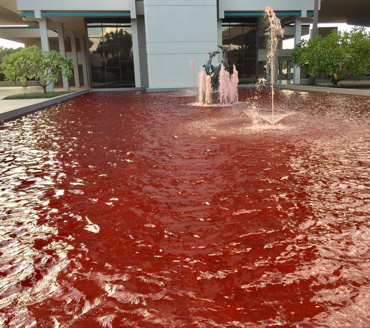 “My company wanted to make our fountain pink for breast cancer awareness. Didn’t quite get it right.”
