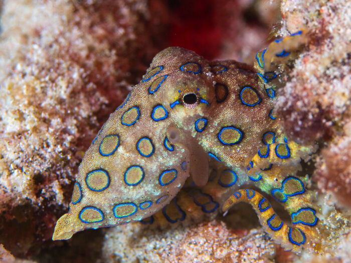 In Australia, the Blue Ringed Octopus. I did a biology project about these when I was in elementary school.