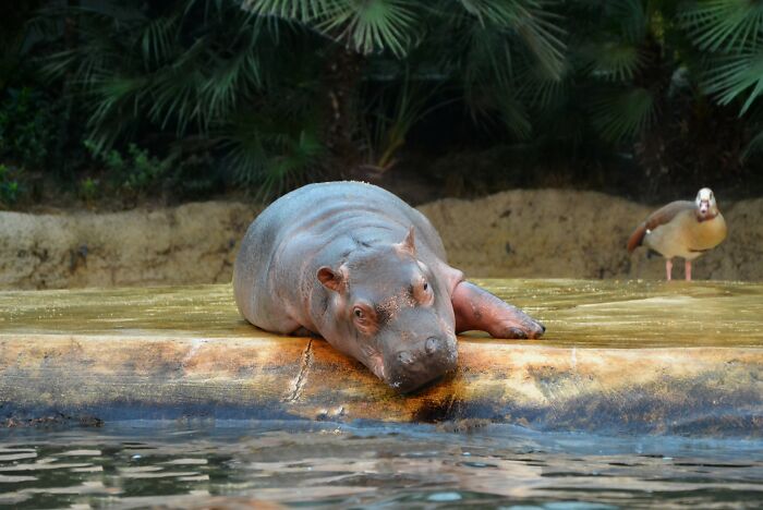 Hippos.
Apparently, they [end] about 500 people a year - more than double the headcount for lions?
