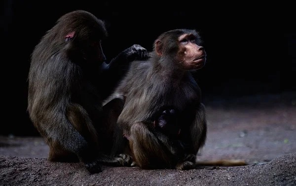 Baboons have been observed to kidnap and raise feral dogs as pets. The dogs protect the baboons from other feral dogs and baboons care for the dogs including grooming them, an act only done for those considered as family.