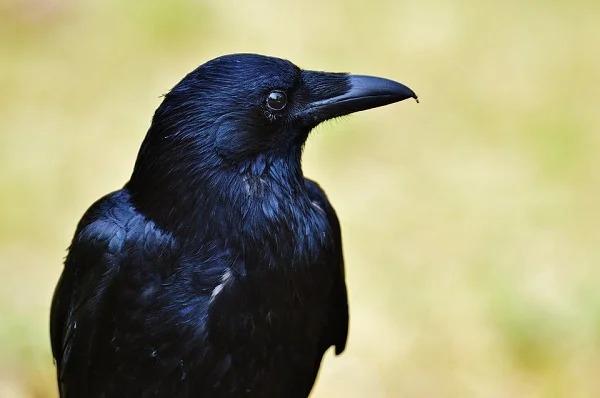 Crows pass the ‘marshmallow test,’ i.e., they resist the temptation to eat a food if they know a tastier treat is coming later. This test of self-control is used to assess mental development in humans.