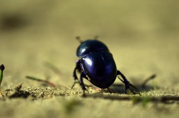 Dung beetles can navigate only when the Milky Way or clusters of bright stars are visible. They are the only insect known to orient itself by the galaxy.