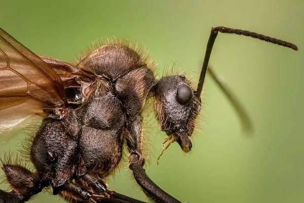 Some ants were able to recognize themselves in the mirror, displaying self-cleaning behavior after seeing themselves with a dot painted on their clypeus.